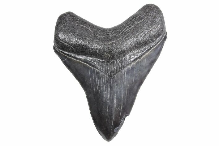 Fossil Megalodon Tooth - South Carolina #358998